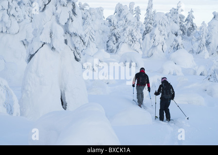 Off-piste per sciatori aprendo la via tra innevate per alberi in Pyhätunturi cadde, la Lapponia finlandese Foto Stock