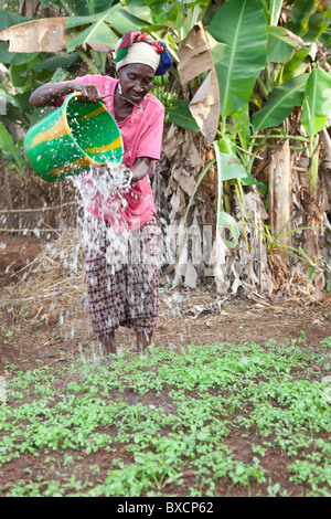 Una donna acque il suo giardino a Port Loko, Sierra Leone, Africa occidentale. Foto Stock