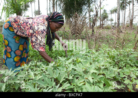 Una donna (Ms. Isatu Koroma) lavora nel suo campo di patate in Masiaka, Sierra Leone, Africa occidentale. Foto Stock