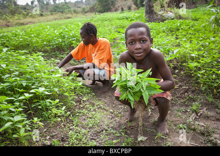 Nenneh Sesay e suo figlio Sima Konte pick verdi in un campo esterno Masiaka, Sierra Leone, Africa occidentale. Foto Stock