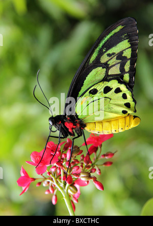 La regina Alexandra's (Papilionidae Ornithoptera alexandrae) è la più grande farfalla del mondo. Foto Stock