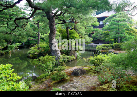 Pino in giardino Ginkaku-ji tempio o del Padiglione di Argento a Kyoto in Giappone Foto Stock