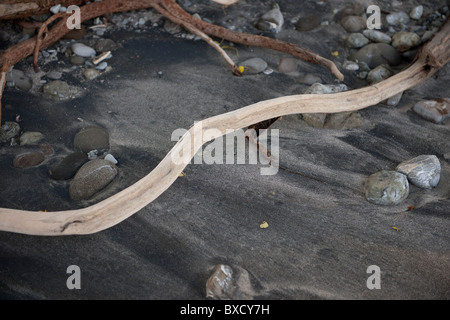 Driftwood sulla spiaggia Foto Stock