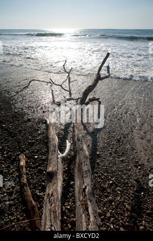 Grigio driftwood su una spiaggia di ciottoli che si affaccia sulla riflettente le onde dell'oceano Foto Stock