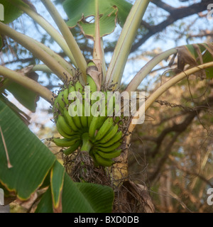Le banane che cresce in Costa Rica Foto Stock
