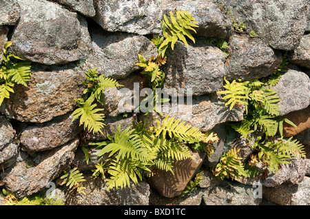 Felci che crescono in pietra muro, Corsica, Francia Foto Stock