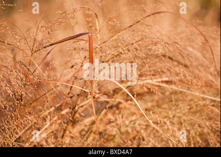 Panicum virgatum 'Squaw', Switchgrass, in novembre Foto Stock