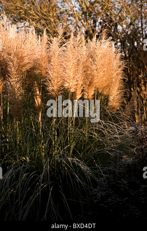 Cortaderia selloana 'pumila', Pampas erba, in novembre Foto Stock