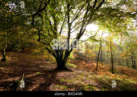 Faggio in colore di autunno Foto Stock