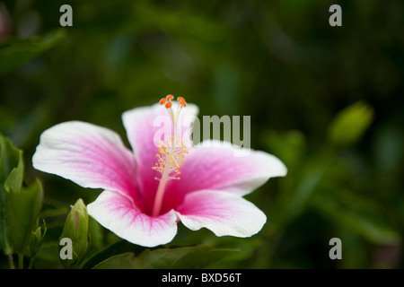 Un ibisco rosa fiore. Foto Stock