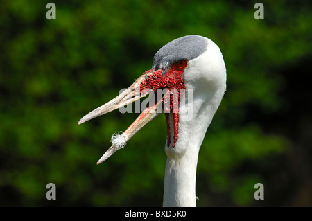 Wattled Crane, Bugeranus carunculatus Foto Stock