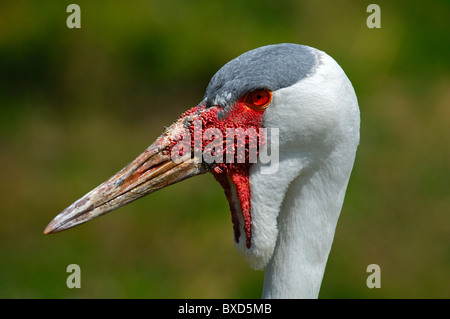 Wattled Crane, Bugeranus carunculatus Foto Stock