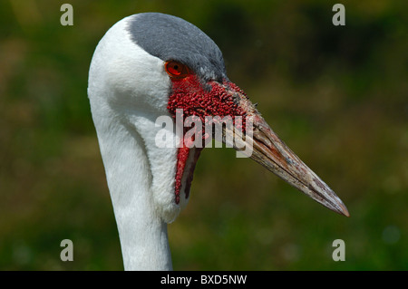 Wattled Crane, Bugeranus carunculatus Foto Stock