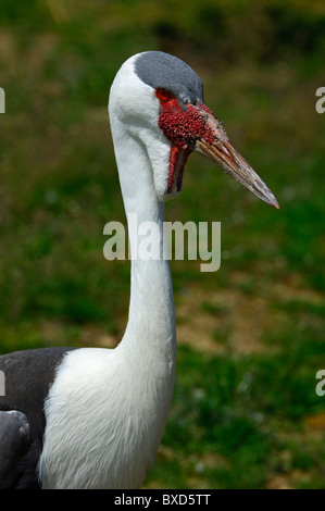 Wattled Crane, Bugeranus carunculatus Foto Stock