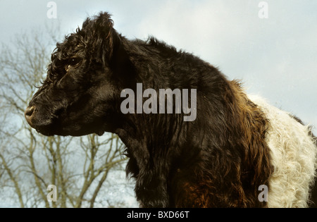 Ritratto di un Belted Galloway mucca Foto Stock