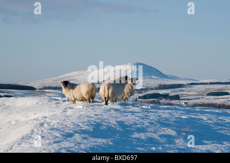 3 Blackface pecore nella neve sulle colline di Galloway Foto Stock