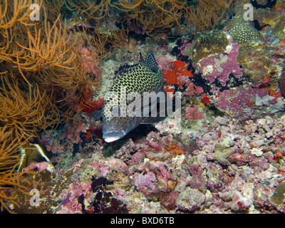 Arlecchino sweetlips, Plectorhinchus chaetodonoides Foto Stock