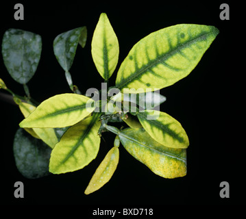 Sintomo di verde degli agrumi (candidatus Liberibacter spp.) derivante da carenza di zinco sulla foglia arancione Foto Stock