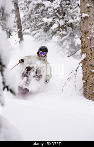 Un uomo in polvere di sci negli alberi di Snowbird, Utah Foto Stock