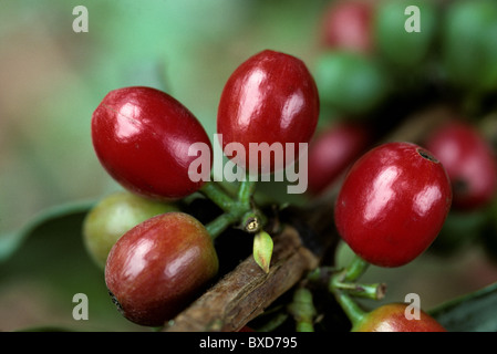 Ripe rosso ciliegie di caffè sulla boccola in una piantagione vicino a Nairobi, in Kenya Foto Stock