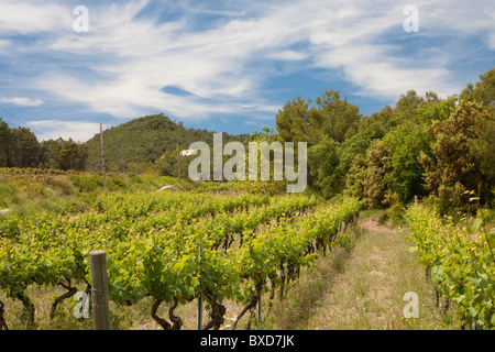 Intorno Torrelles del Foix, Alt Penedès, Barcellona, Spagna Foto Stock