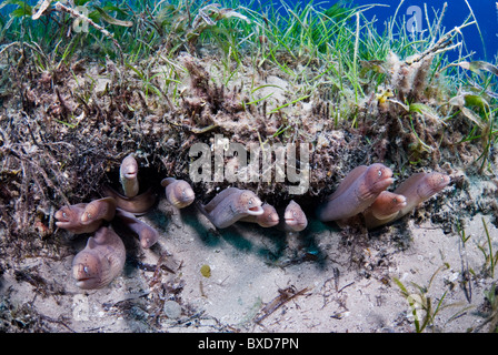 Morey anguille, Taba, Egitto, Mar Rosso Foto Stock