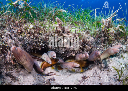 Morey anguille, Taba, Egitto, Mar Rosso Foto Stock