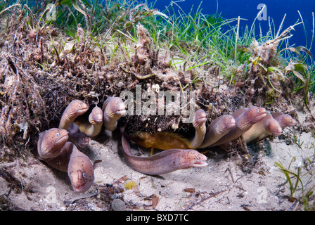 Morey anguille, Taba, Egitto, Mar Rosso Foto Stock