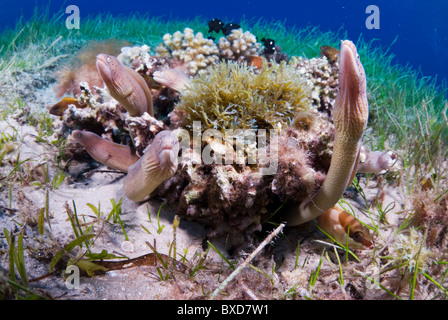 Morey anguille, Taba, Egitto, Mar Rosso Foto Stock