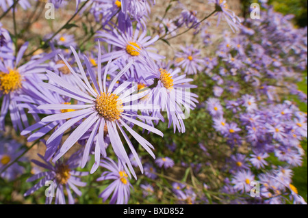 Malva Aestri X Frikartii Monch Frikart's aster un sacco di fiori Foto Stock