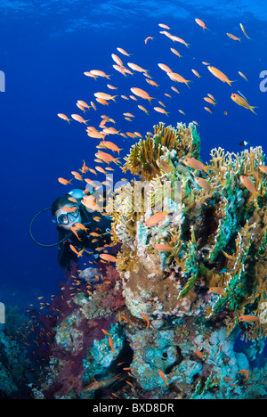 Scuba Diver osservando la scolarizzazione anthias intorno al fuoco patch di corallo, Ras Zatar, il parco nazionale di Ras Mohammed, Egitto, Mar Rosso Foto Stock