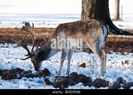 Alimentazione di daini (Cervus dama) a Wollaton Park, Nottingham, Inghilterra, Regno Unito Foto Stock