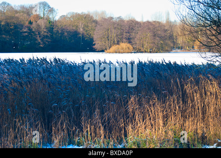 Cannuccia di palude Phragmites communis crescente lungo il bordo della Wollaton Park Lake all'inizio dell'inverno, tardo autunno con un luminoso cielo blu Foto Stock