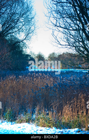 Cannuccia di palude Phragmites communis crescente lungo il bordo della Wollaton Park Lake all'inizio dell'inverno, tardo autunno con un luminoso cielo blu Foto Stock