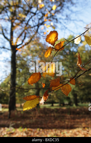 Cirillo Hart Arboretum, Royal Foresta di Dean, nel Gloucestershire. Foto Stock