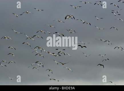 Il volo degli uccelli in marzo a minore di Klamath National Wildlife Refuge, CALIFORNIA, STATI UNITI D'AMERICA Foto Stock