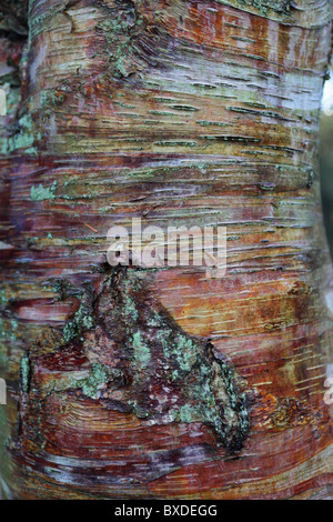 Cirillo Hart Arboretum, Royal Foresta di Dean, nel Gloucestershire. Foto Stock