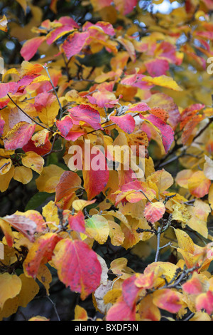 Cirillo Hart Arboretum, Royal Foresta di Dean, nel Gloucestershire. Foto Stock