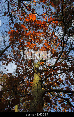 Cirillo Hart Arboretum, Royal Foresta di Dean, nel Gloucestershire. Foto Stock