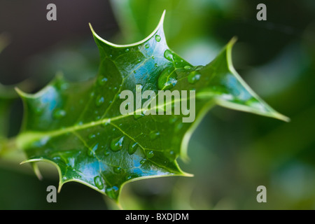 Foglia di Mahonia con gocce di pioggia Foto Stock