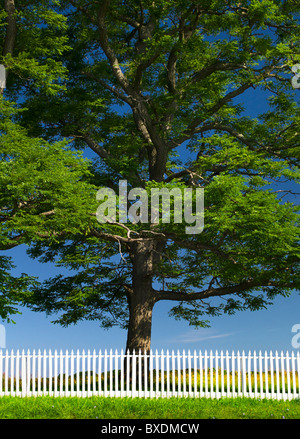 White Picket Fence nella parte anteriore del grande albero Foto Stock