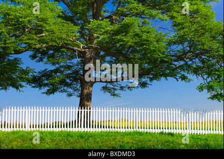 White Picket Fence nella parte anteriore del grande albero Foto Stock