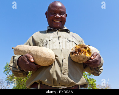 Guida Safari mostra un ingrandimento guardare i frutti da un albero di salsiccia (Kigelia africana) nel sud Luangwa National Park, Zambia Foto Stock