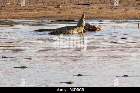 Coccodrilli mangiare un ippopotamo morto nel fiume Luangwa in Zambia, Africa. Foto Stock