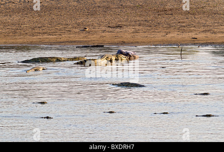 Coccodrilli mangiare un ippopotamo morto nel fiume Luangwa in Zambia, Africa. Foto Stock