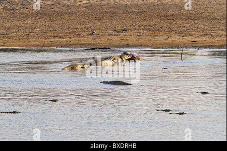 Coccodrilli mangiare un ippopotamo morto nel fiume Luangwa in Zambia, Africa. Foto Stock