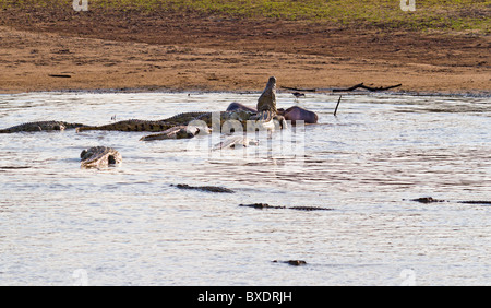 Coccodrilli mangiare un ippopotamo morto nel fiume Luangwa in Zambia, Africa. Foto Stock