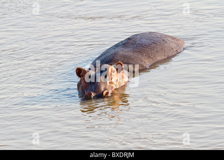 Ippopotami nuotare nel fiume Luangwa a pochi metri dalle Norman Carr Safaris' Kakuli Bush Camp, Zambia, Africa. Foto Stock