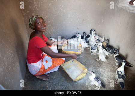 Una giovane donna alimenta la sua anatre in Dodoma, Tanzania Africa Orientale. Foto Stock