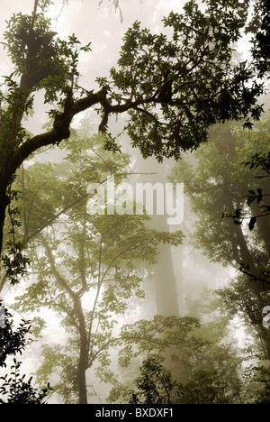 Misty la foresta subtropicale in Langtang Valley, Langtang National Park, il Nepal Foto Stock